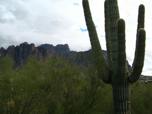 saguaro-cactus-4510.jpeg