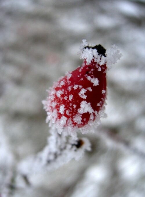 frostige-vitamine-41.jpeg