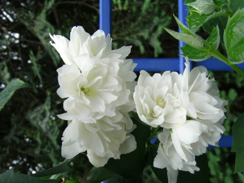 duft-jasmin-167.jpeg