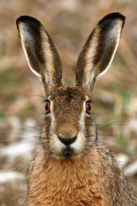 hasenportrait-1227.jpeg
