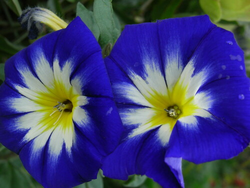 strahlende-blaue-sterne-404.jpeg