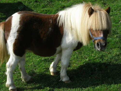 ganz-moderner-s-pony-492.jpeg