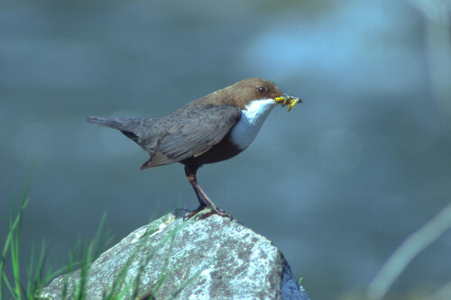 wasseramsel-2635.jpeg