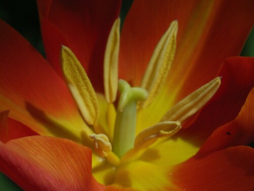 tulpenblute-2704.jpeg