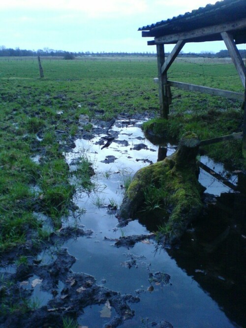 regenwiese-820.jpeg