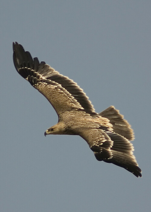 kaiseradler-aquila-heliaca-1074.jpeg