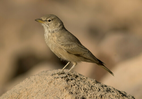 steinlerche-ammonanes-deserti-1066.jpeg