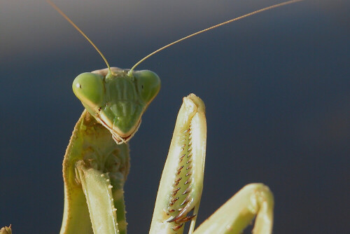 gottesanbeterin-mantis-religiosa-1184.jpeg