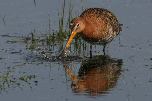 uferschnepfe-limosa-limosa-1368.jpeg