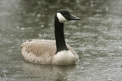 kanadagans-im-regen-2004.jpeg
