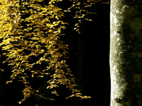 herbstgold-und-silber-6756.jpeg