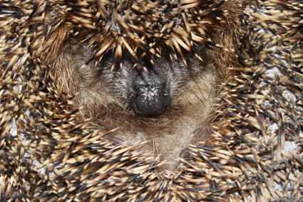 igel-eingerollt-2416.jpeg