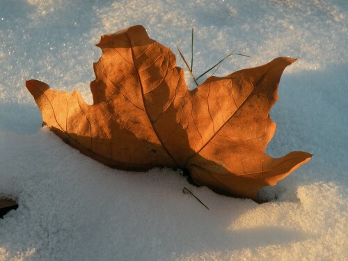 platanenblatt-im-schnee-2565.jpeg