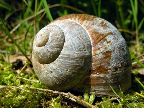 weinbergschnecke-4183.jpeg