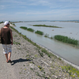 rheinvorstreckung-im-rheindelta-am-bodensee-7967