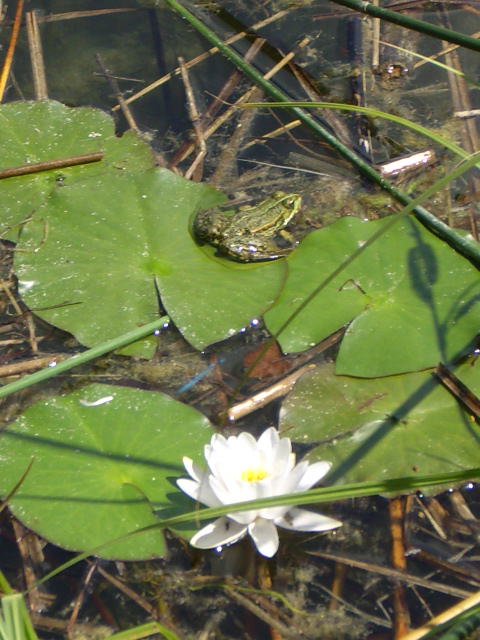 frosch-aus-seerose-3392.jpeg