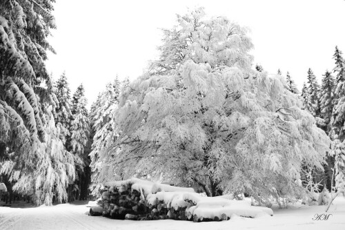 winterlandschaft-4257.jpeg
