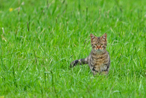katze-4595.jpeg