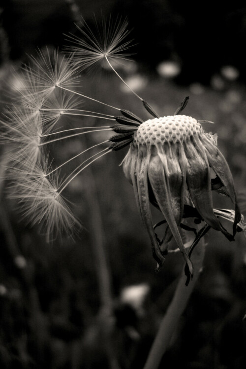 lowenzahn-pusteblume-4807.jpeg