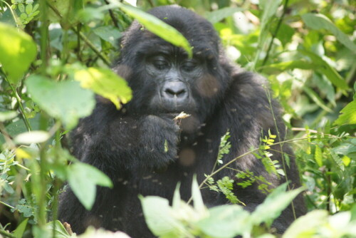 wahlerische-gorilla-7620.jpeg