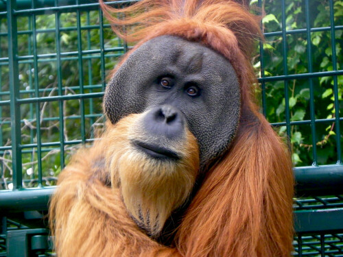orang-utan-5814.jpeg