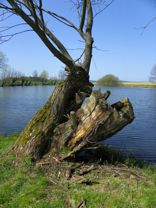 alte-weide-am-teich-5888.jpeg