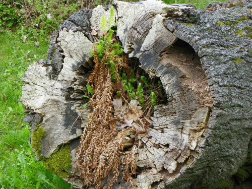 neues-leben-im-alten-baum-5887.jpeg