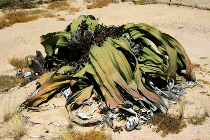 welwitschia-1500-jahre-alt-6823.jpeg