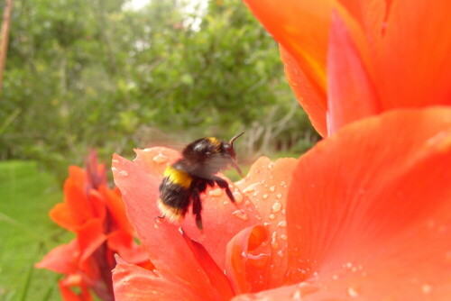 hummel-10365.jpeg