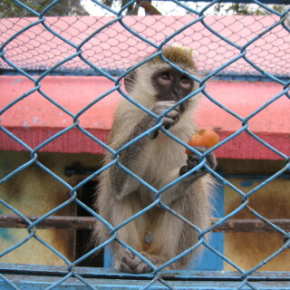 affe-hinter-gittern-7989