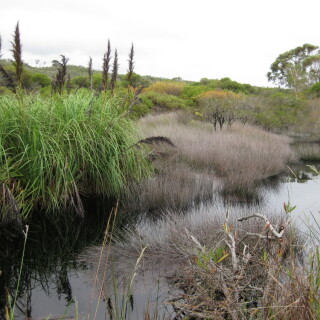 manly-wetlands-8001