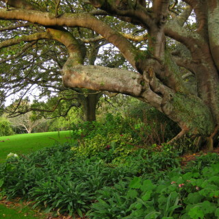 auckland-domain-8002