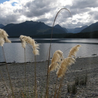 lake-manapouri-8004