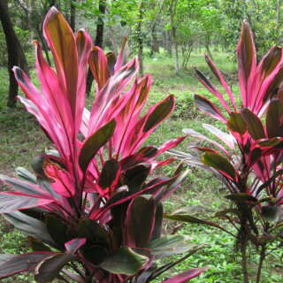 cordyline-8025
