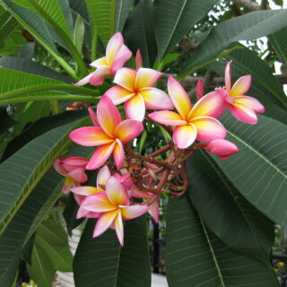 plumeria-rubra-7992