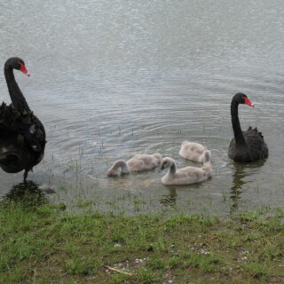 schwarze-schwane-mit-jungen-7982