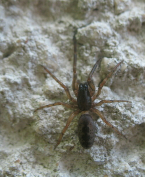sechsaugenspinne-segestria-senoculata-9362.jpeg