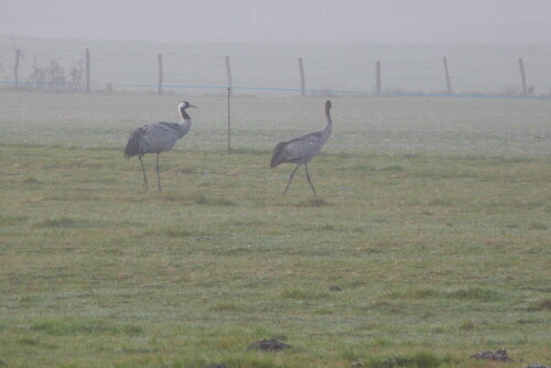 kraniche-im-nebel-7585.jpeg