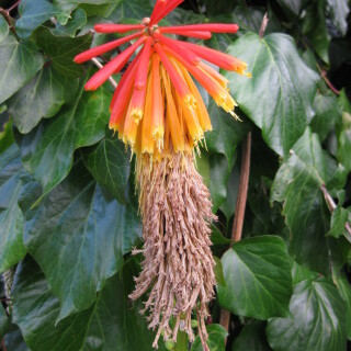 aloe-blute-8019