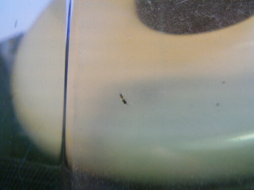 hautflugler-hymenoptera-perilampidae-9707.jpeg
