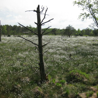 wurzacher-ried-7951
