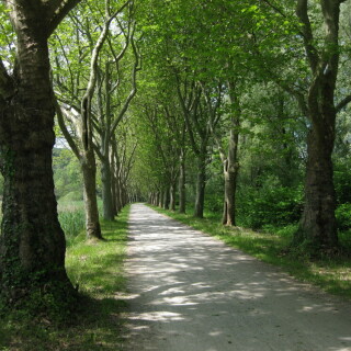 mainau-allee-8053