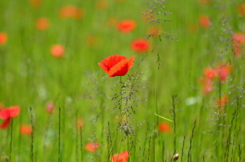 rote-inseln-im-wiesenmeer-8067.jpeg