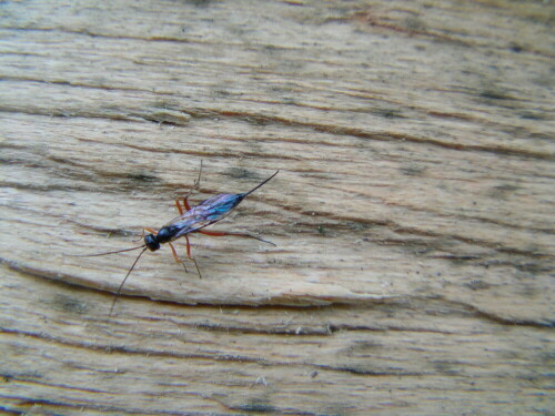 schlupfwespe-am-holz-pimpla-ru-8598.jpeg