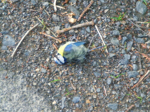blaumeise-cyanistes-coeruleus-l-1758-10491.jpeg