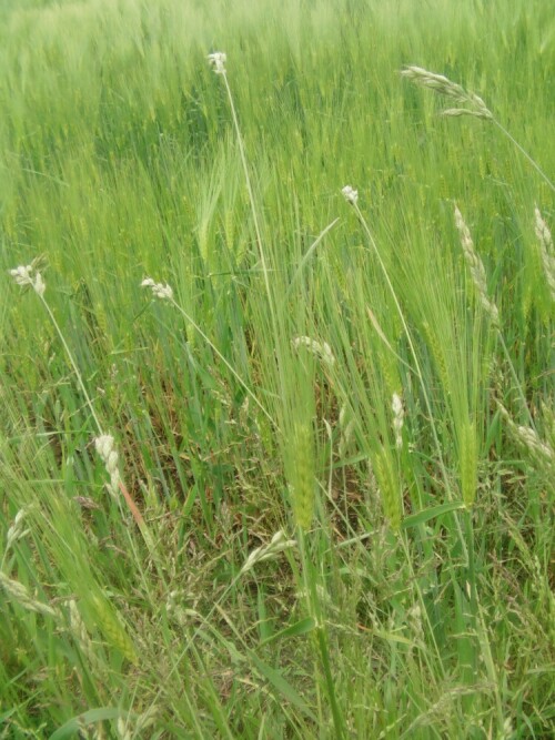 mausegerste-hordeum-murinum-l-8523.jpeg
