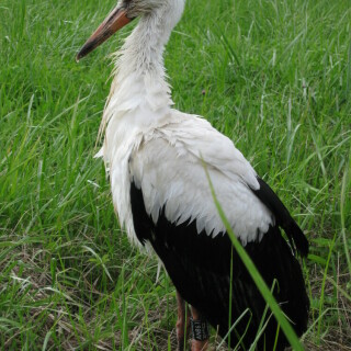 trauriger-storch-8379