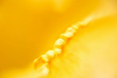 yellow-happyness-8441.jpeg