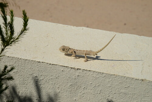 chamaleon-in-der-algarve-selten-ii-9234.jpeg