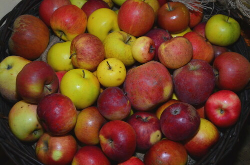 apfelvielfalt-aus-dem-triesdorfer-pomoretum-9198.jpeg